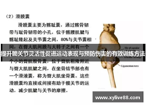 提升髋关节灵活性促进运动表现与预防伤害的有效训练方法